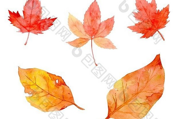 集合美丽的橙色秋天叶子孤立的白色背景集手绘水彩刷纸剪裁路径