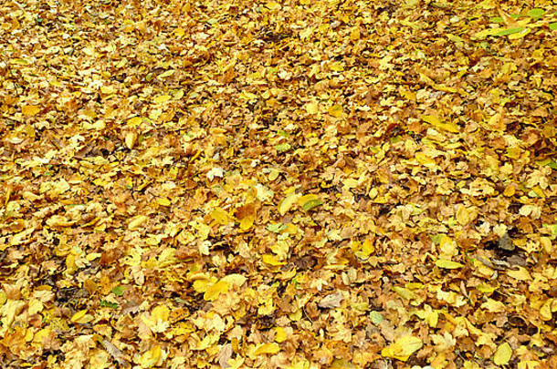 秋叶的地毯。