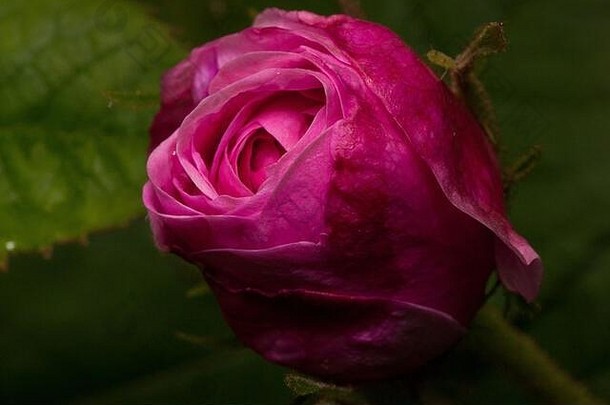 美丽的粉红玫瑰生长在春天的草地上。未开花的花。生活在自然之中。