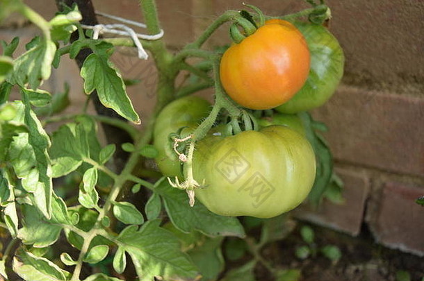 后花园葡萄藤上未成熟的西红柿