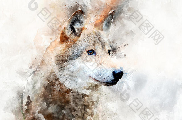 水彩插图狼画像。美丽的野生动物世界