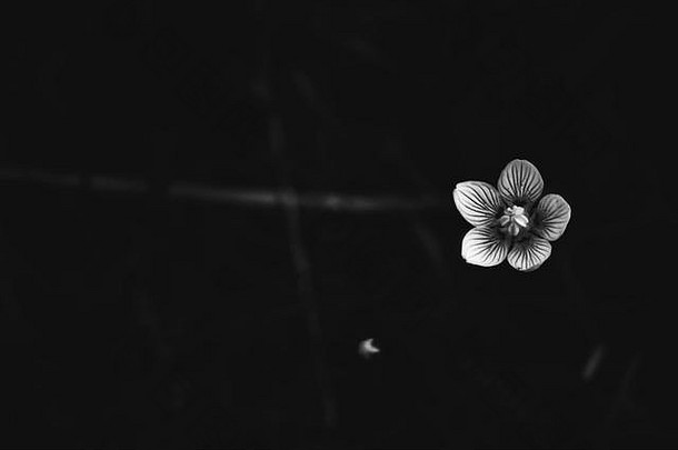 拉脱维亚湖边生长的一朵沼泽星花的黑白照片。