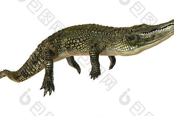数字渲染美国鳄鱼鳄鱼密西西比州孤立的白色背景