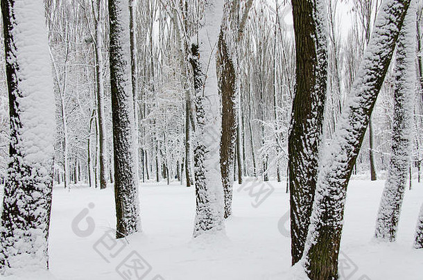 覆盖着白色绒毛雪的冬树