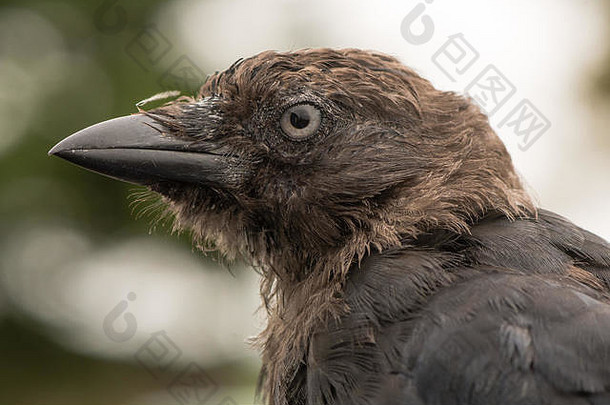 寒鸦（Corvus monedula）头部侧面特写。乌鸦科（乌鸦科）幼鸟，在羽毛完全成熟之前显得邋遢