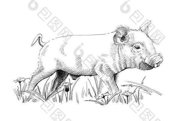 手绘小猪，白色背景上的素描图形单色插图（原件，无追踪）