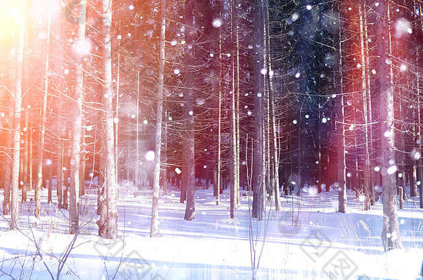 阳光明媚的冬日森林。雪地上的森林景观