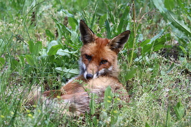 一只年轻的红狐躺在草地上，警惕地看着镜头