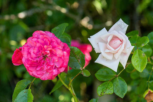 一对红色的粉红色的玫瑰花朵自然模糊背景颜色户外花宏单布鲁姆详细的纹理阳光明媚的夏天一天