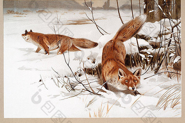 狐狸雪冬季秃鹫真狐狸