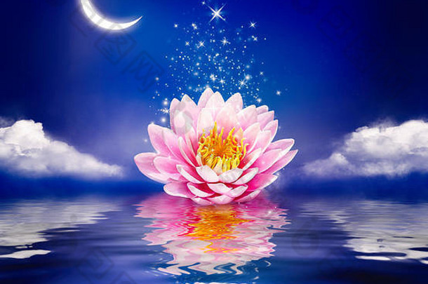 水上美丽的魔法花。睡莲或荷花和月亮在夜晚。