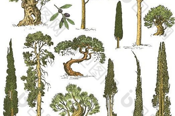 大集刻手画树包括松橄榄柏树冷杉树森林孤立的对象