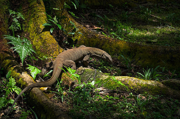 新加坡Bukit Batok自然公园，马来西亚水监测蜥蜴在巨大的树根中觅食