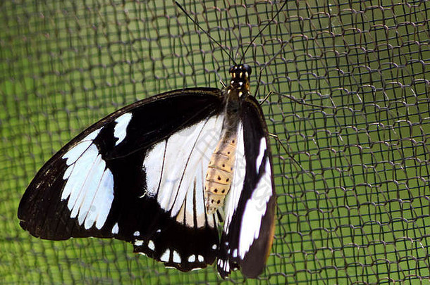 纸风筝蝴蝶-这张照片是在伊利诺伊州植物园拍摄的