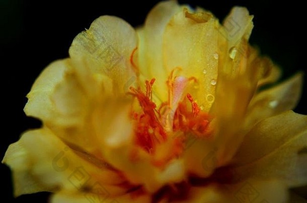 特写镜头宏视图美丽的黄色的颜色小莫斯<strong>玫瑰</strong>马齿苋属的植物花喜欢首页花园斯里兰卡斯里兰卡