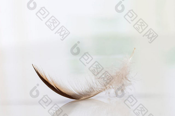 天空中孤独的羽毛，柔软的象征