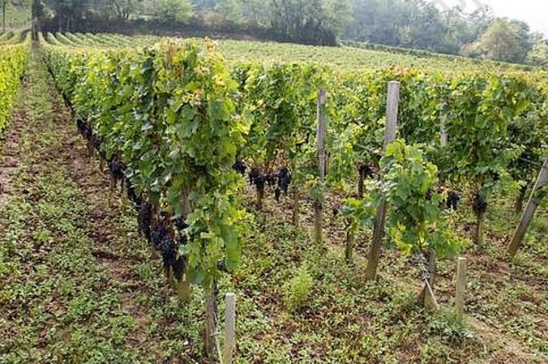 法国波尔多葡萄园葡萄酒产区
