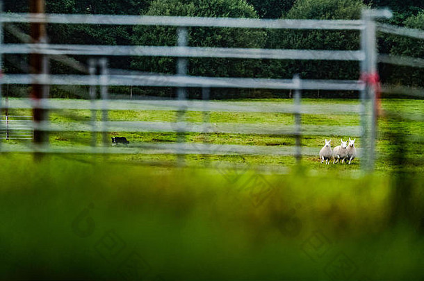 法尔斯通，基尔德，诺森伯兰，英国。2018年8月18日。羊农们聚集在北卡罗来纳州基尔德森林的边缘，参加一年一度的福尔斯通展览