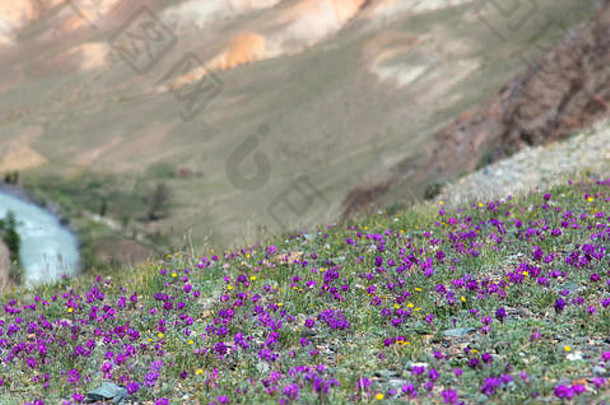 山坡上山谷里的花