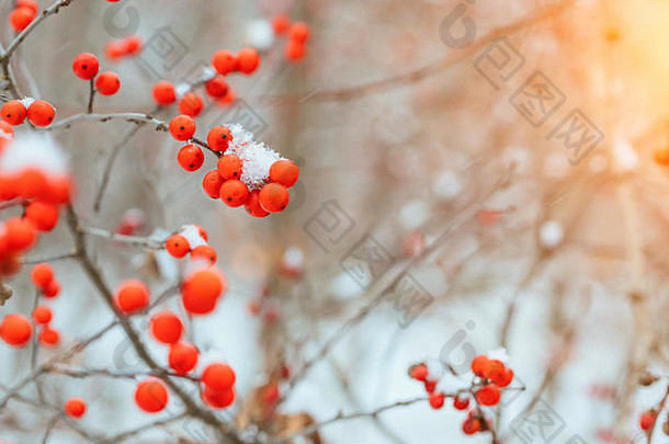 冬天的背景是雪下山灰的鲜红色浆果。