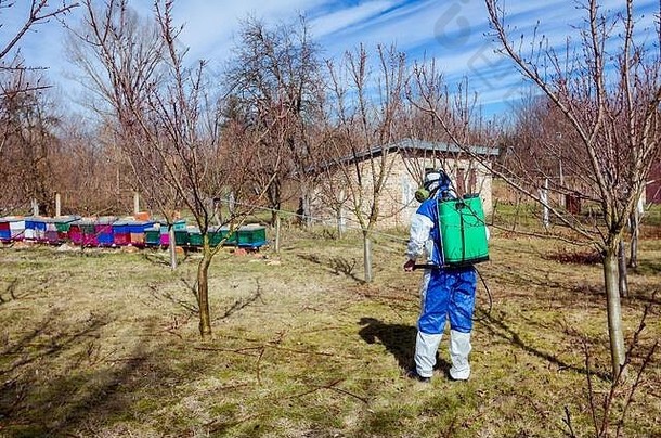 穿着防护服和防毒面具的农民在果园里用长喷雾器喷洒果树，用化学物质保护果树免受真菌病或病毒的侵害