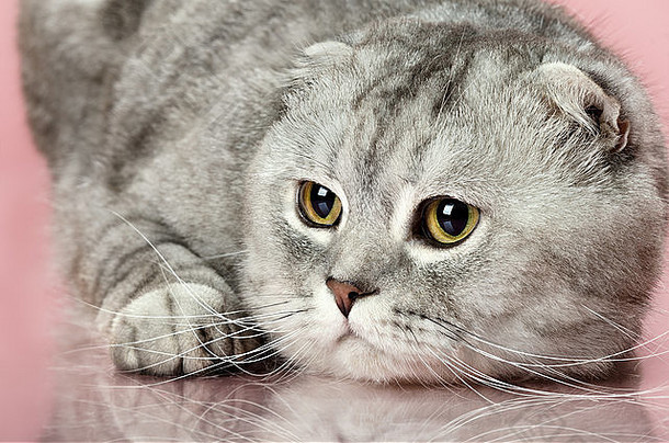 毛茸茸的灰色美丽成年猫，品种苏格兰褶皱，特写肖像