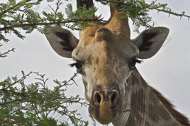来自东非坦桑尼亚赛卢斯禁猎区的马赛长颈鹿