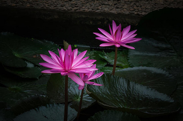粉红色的水莉莉池塘