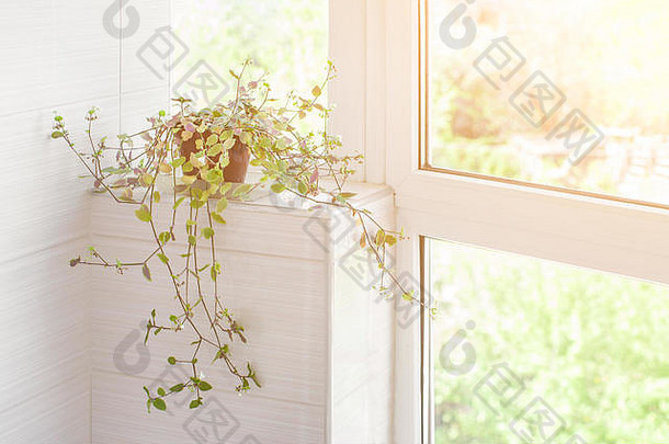 家里的植物在窗边的花盆里，沐浴着春日的灿烂阳光。