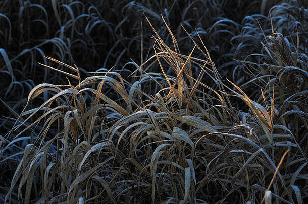 草地草覆盖霜由于锋利的冷却高湿度早期冷淡的早....