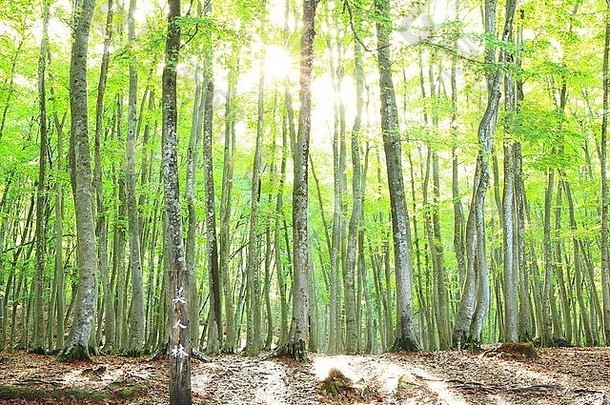 山毛榉森林bijinbayashi新泻日本
