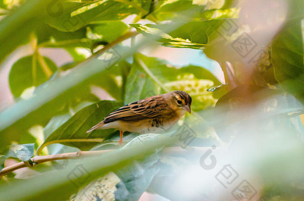 棕色（的）黄色的热带鸟盯着分支机构树热带温室弗雷德里克梅耶尔花园