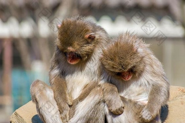 仙台の八木山動物園の猿