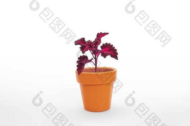 美丽的室内植物锦紫苏花盆孤立的白色背景