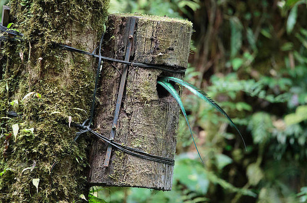 quetzal鸟<strong>野生</strong>monteverde科斯塔黎加