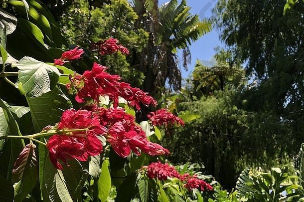 红色的花热带布里斯班植物花园澳大利亚