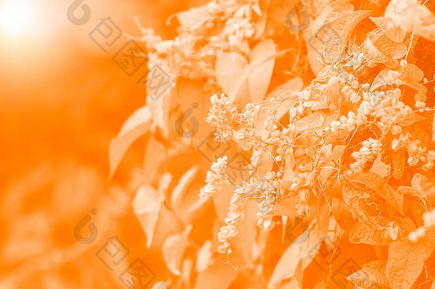 柔和聚焦美丽的花朵，带橙色滤镜，背景