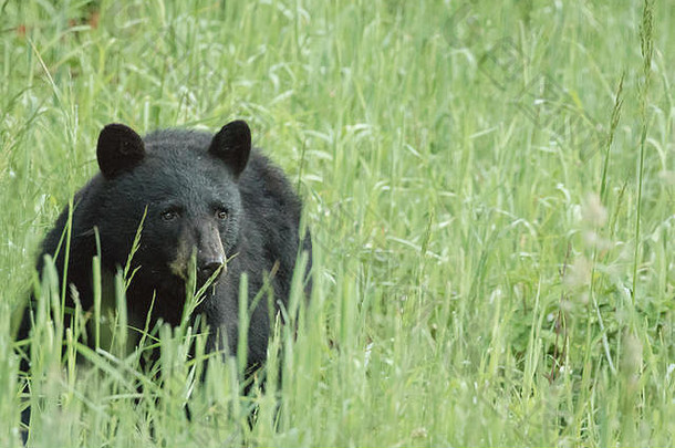 年轻的黑色的熊享受草早餐