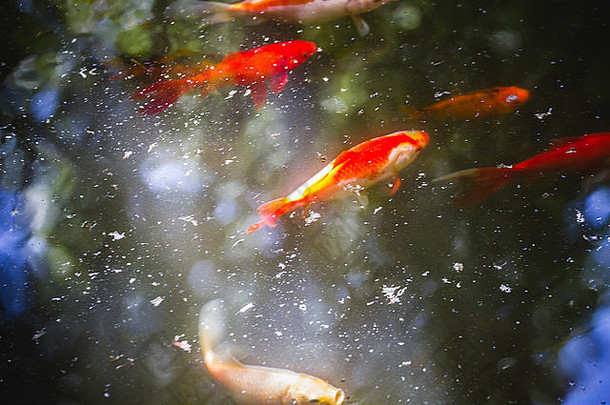 金鱼集团橙色鲤鱼水