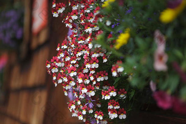 奥地利阿尔卑斯山小屋窗户上五颜六色的花朵