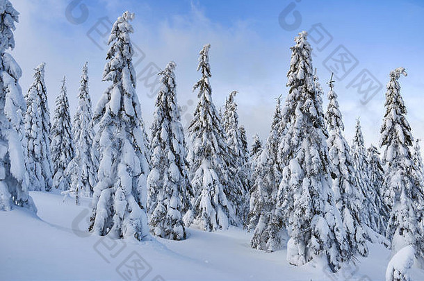 冬天的风景，雪山上的树木。卡尔科诺泽，波兰。