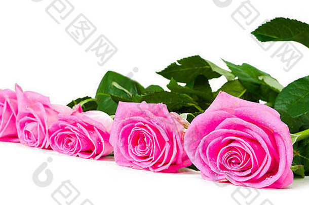 一束美丽的粉红玫瑰点缀在白色的地毯上