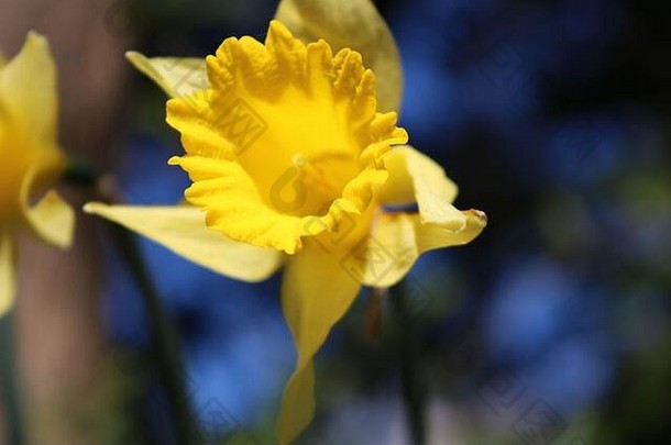 阳光明媚的日子里的黄色水仙花