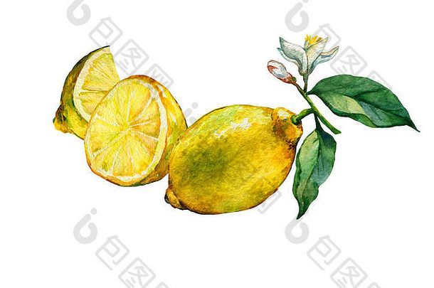 安排片新鲜的柑橘类水果柠檬绿色叶子花手画水彩绘画