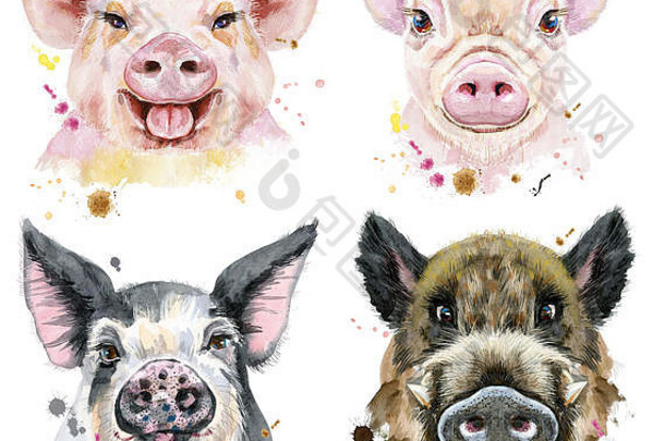 水彩猪和野猪肖像集