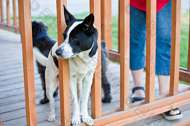 边境牧羊犬混种狗透过甲板栏杆观看背景中的人和另一只狗