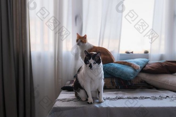 黑白相间的猫坐在毯子上看着摄像机。后面是一只棕色和白色相间的猫，坐在枕头上
