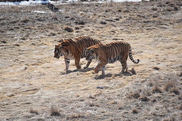科罗拉多野生动物保护区的老虎
