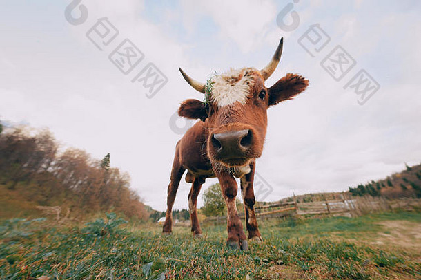 一只漂亮的小牛把鼻子埋在照相机镜头里