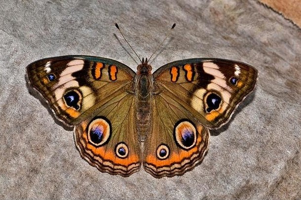 常见的七叶树蝴蝶朱诺尼亚科埃尼亚休息地面一块被丢弃的纸翅膀开放